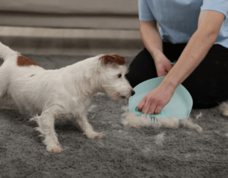 7 Easy Ways to Get Rid of Pet Hair from Furniture and Carpets