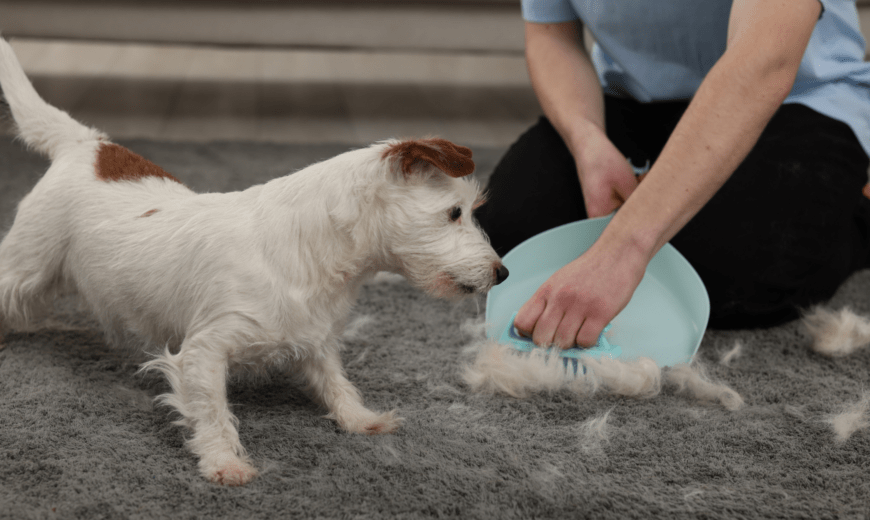 7 Easy Ways to Get Rid of Pet Hair from Furniture and Carpets