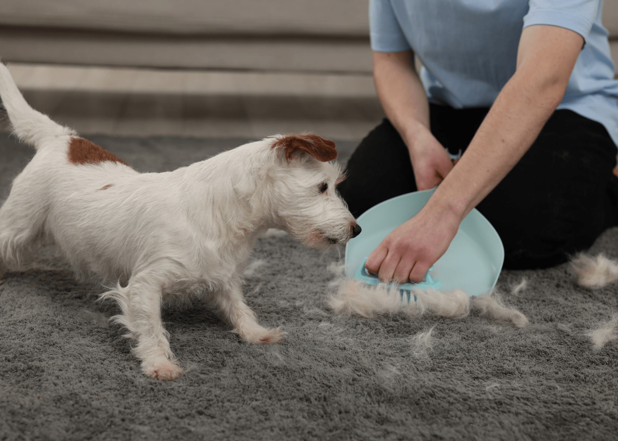 cleaning pet hair off carpet while dog watches