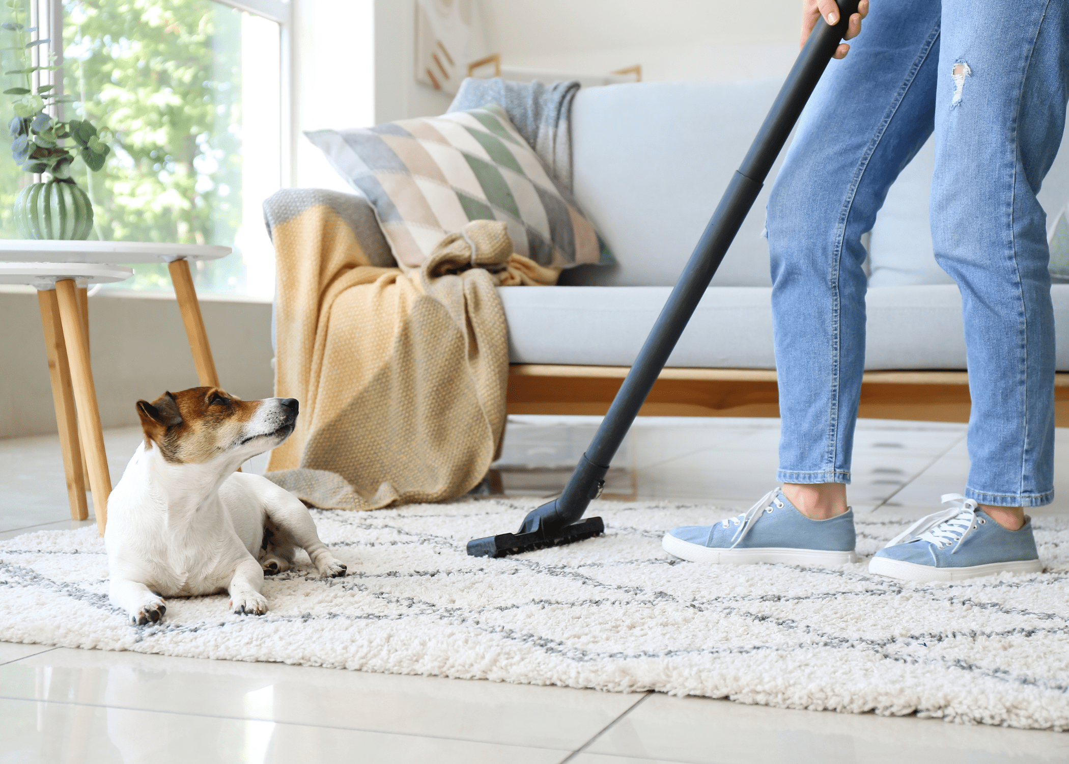 floor being vacuumed while dog on carpet