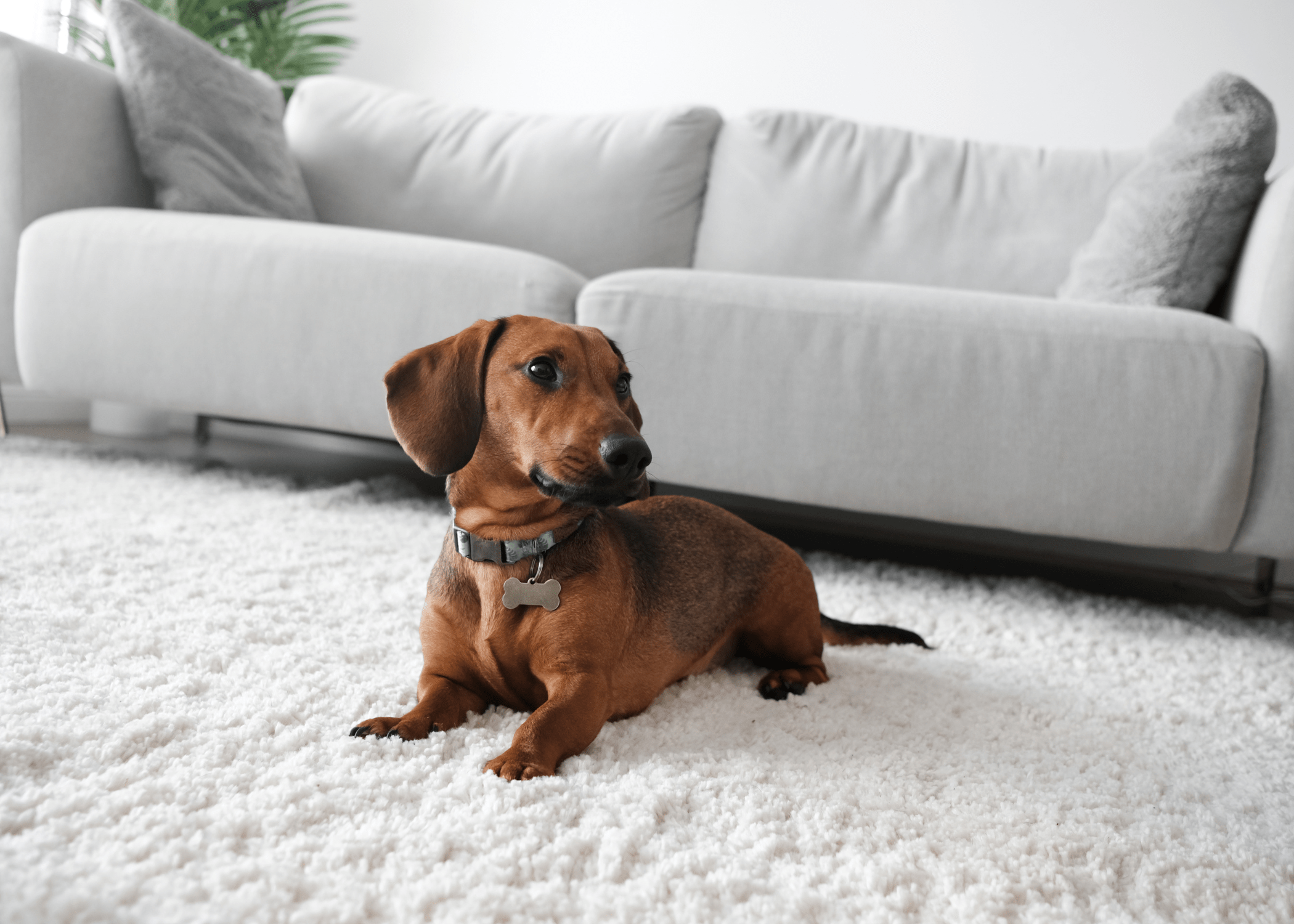 small daschund on white fluffy rug