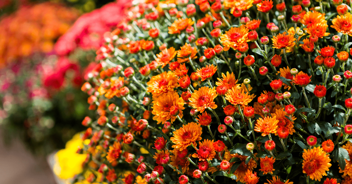 Orange mums.