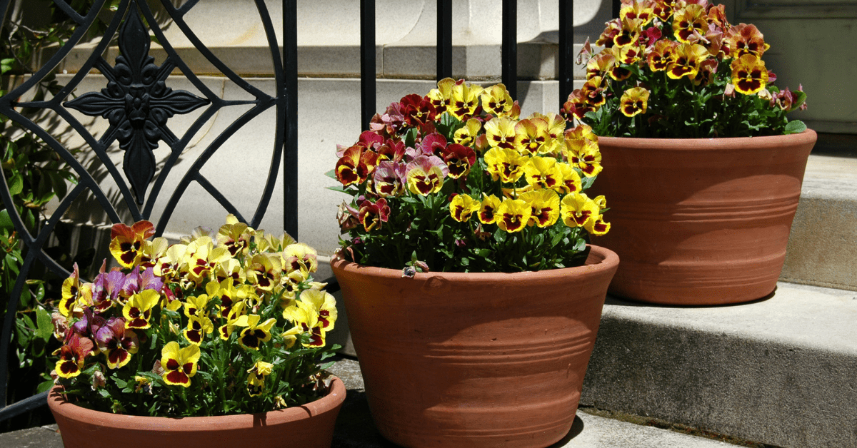 Pansies potted on the stairs.