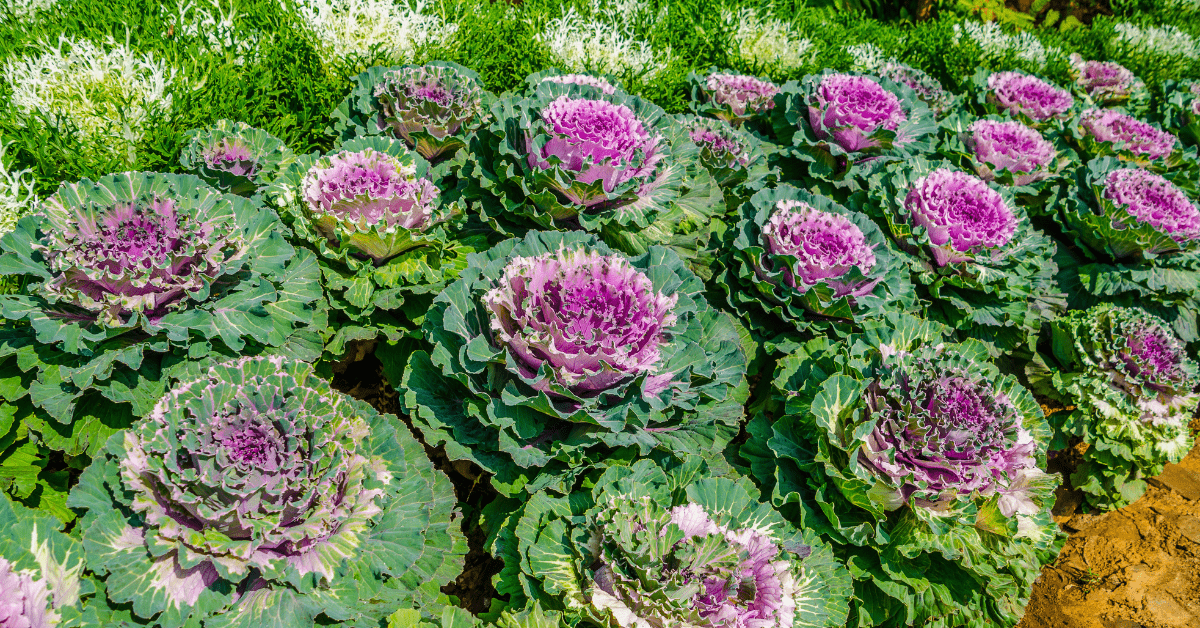 Ornamental Kale.