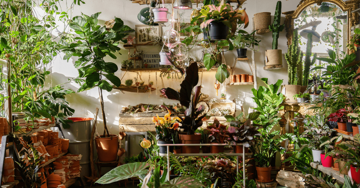 Room full of plants and decor.