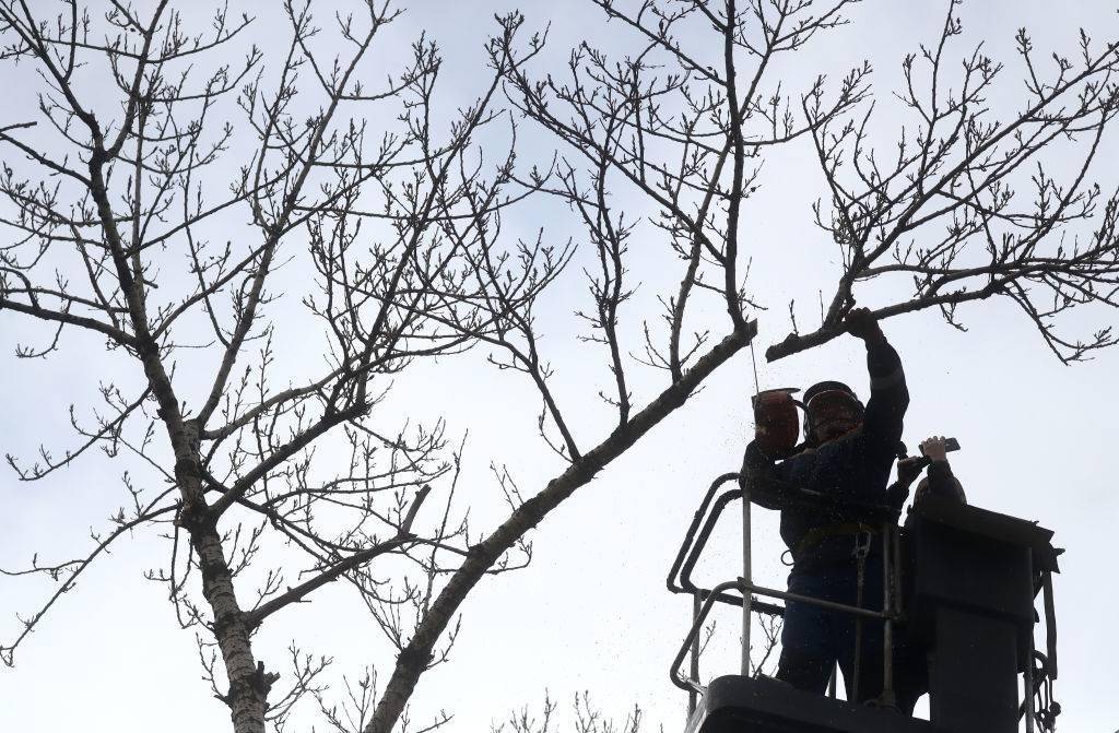 Cutting branches of poplar trees