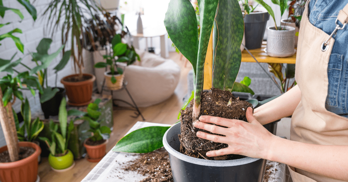 Potting a plant.