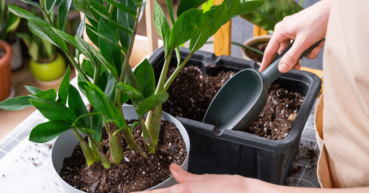 Scooping dirt to pot a plant.