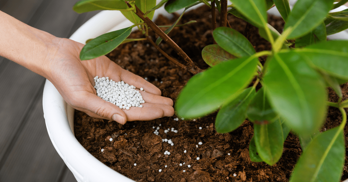 Adding nutrition to the soil to a plant.