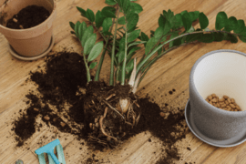 The Unexpected Reason Your Plants Keep Dying