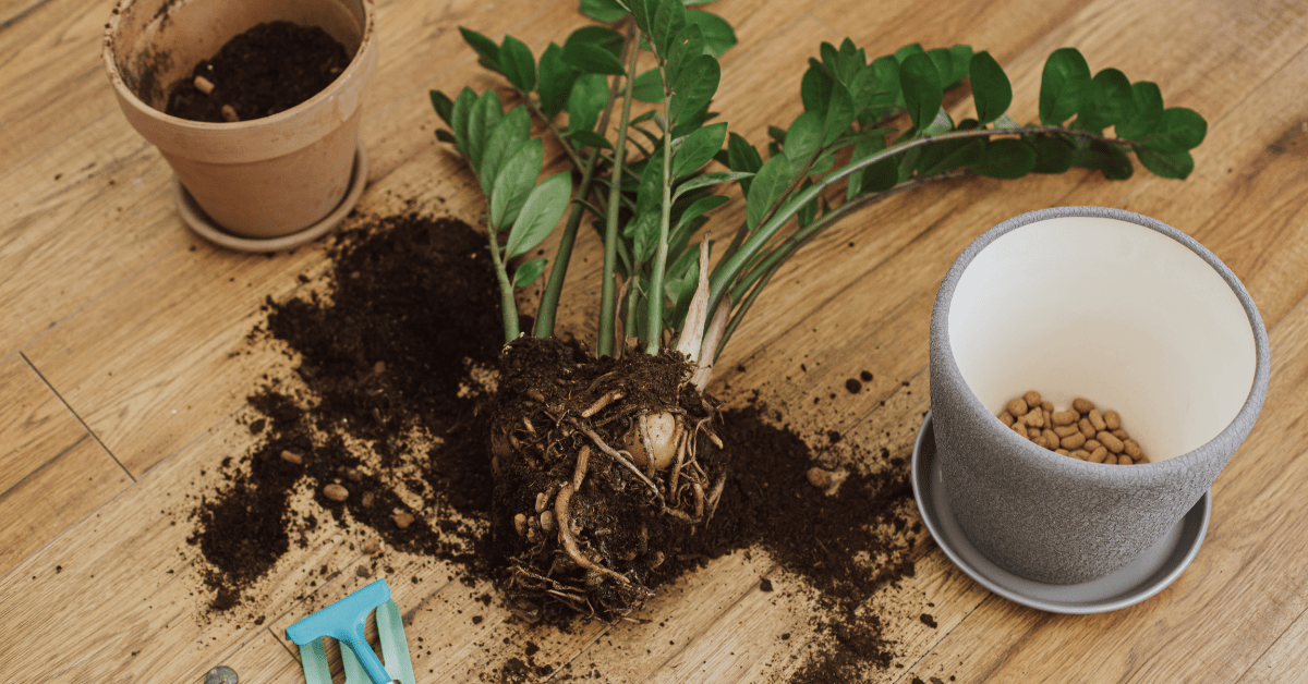 Pant on the floor out of its pot with soil spread everywhere.