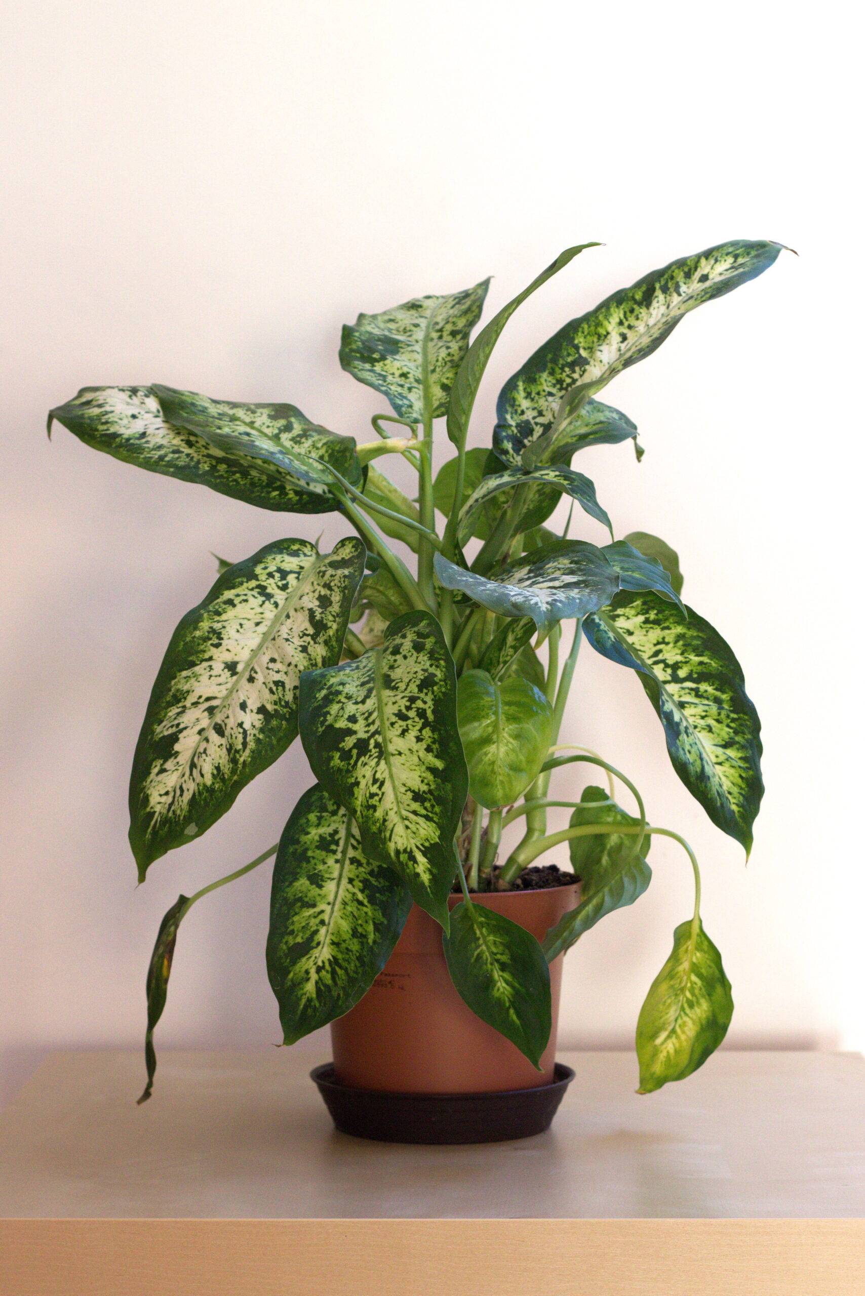 A dieffenbachia potted plant.