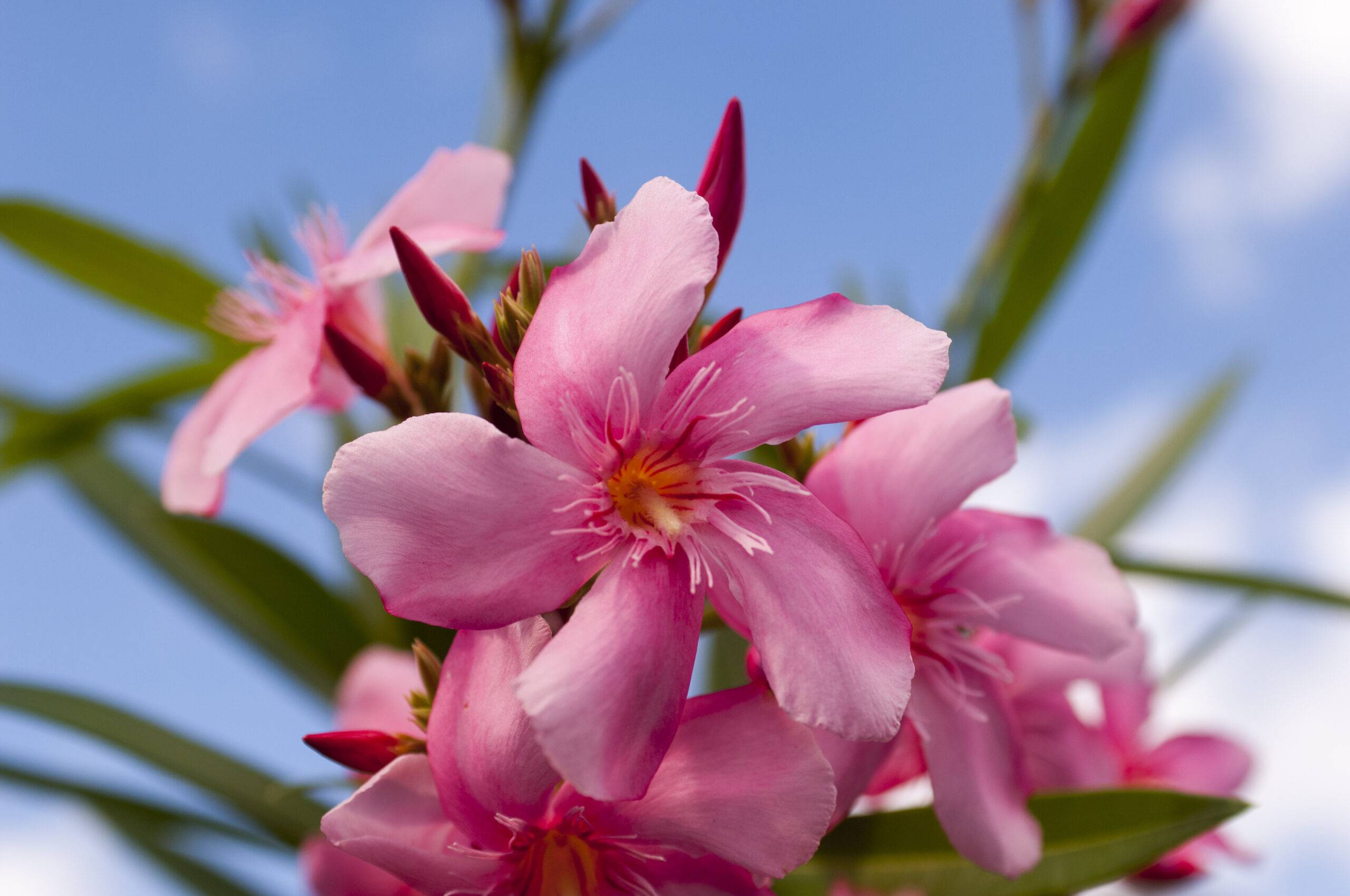 Bunga Oleander merah muda.