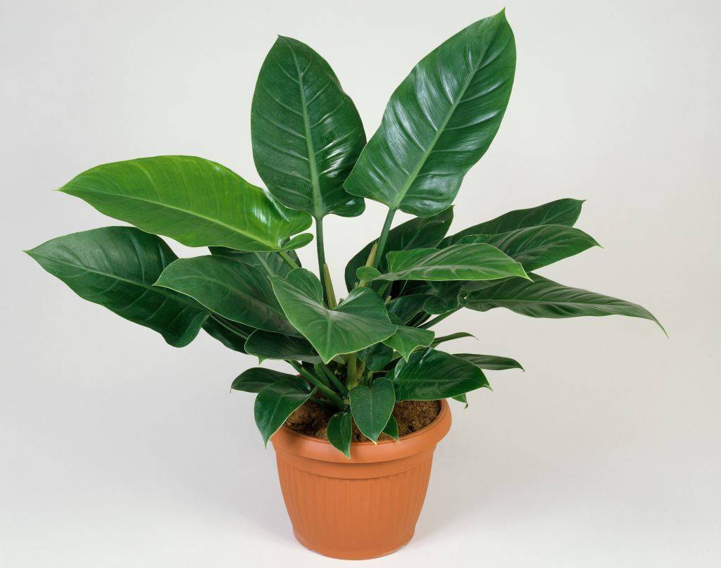 Tanaman philodendron dalam pot.