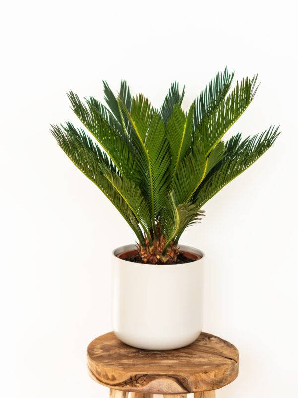 A sago palm potted plant.