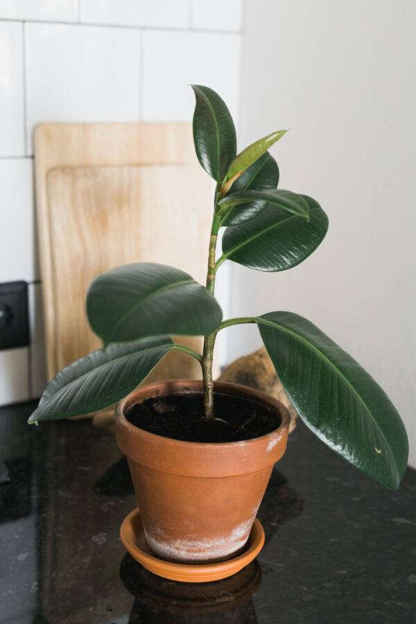 A potted rubber plant.