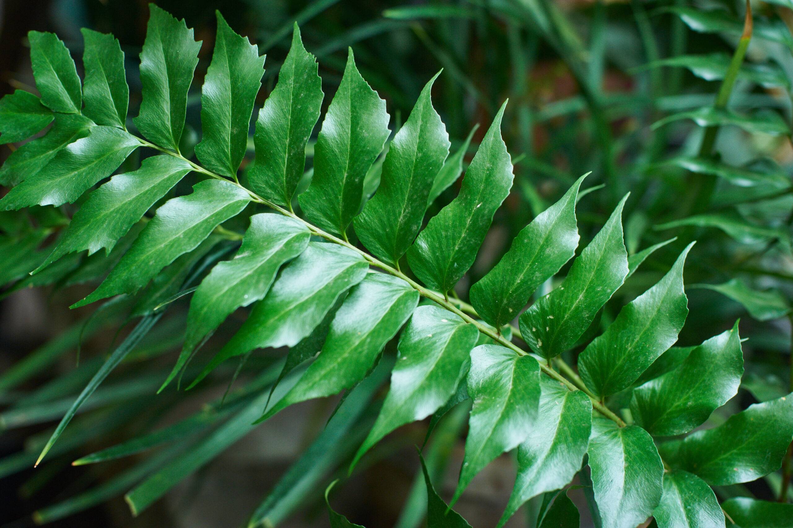 A close photo of a stem of holly fern leaves.