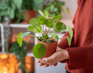 7 Common Houseplants That Don't Actually Belong There