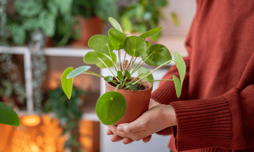 7 Common Houseplants That Don't Actually Belong There