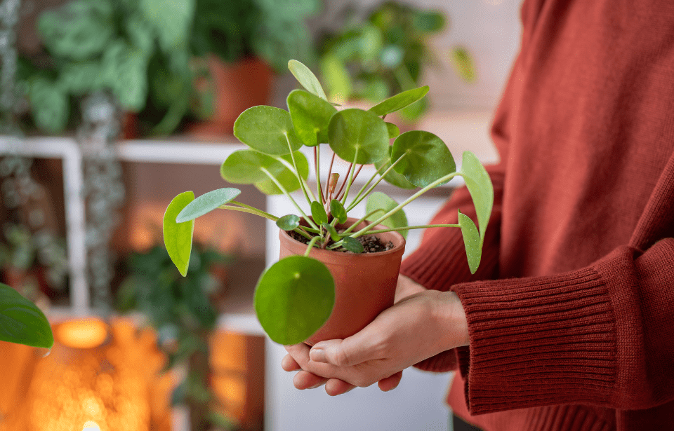 Hands holding a potted plant.