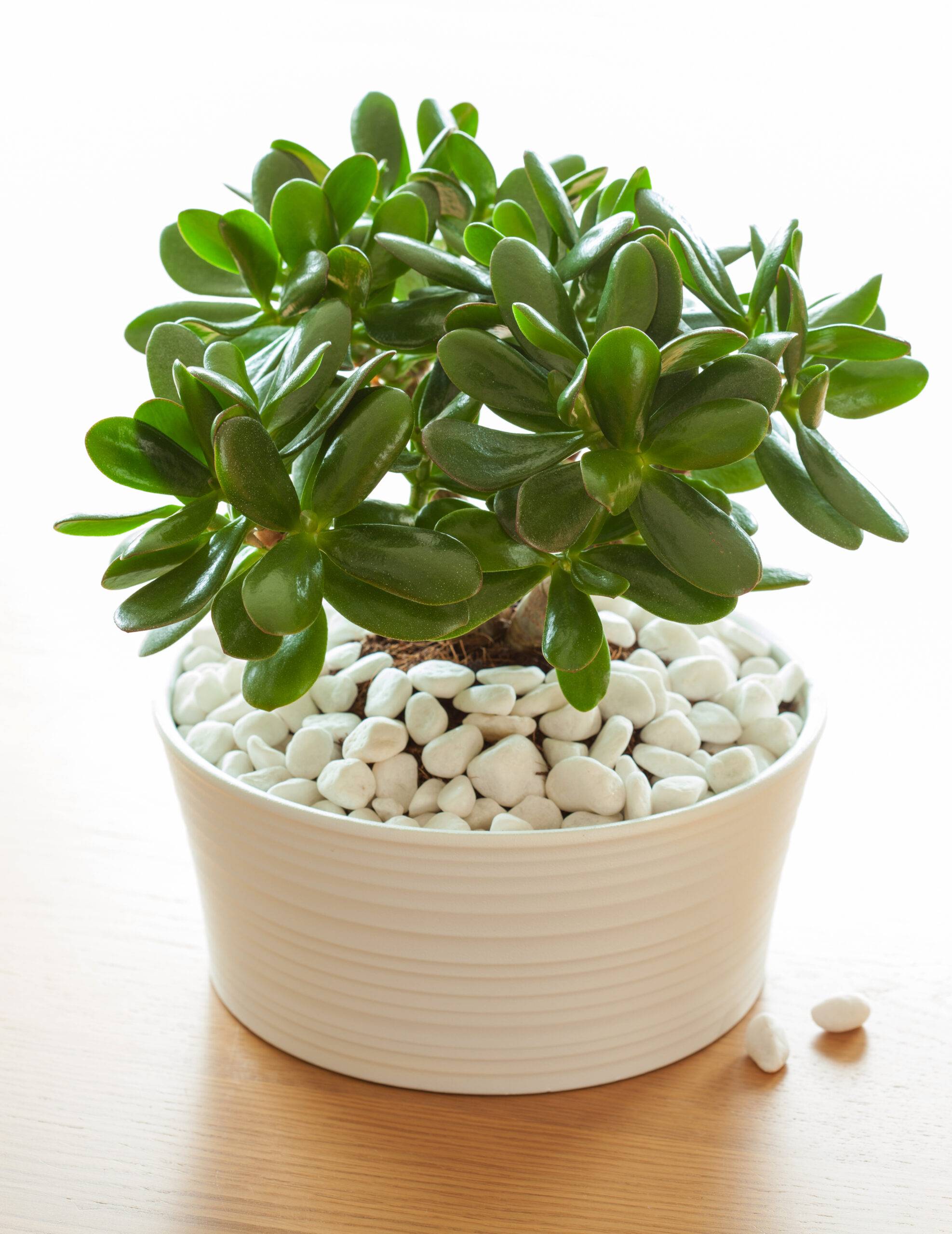 A potted jade plant.