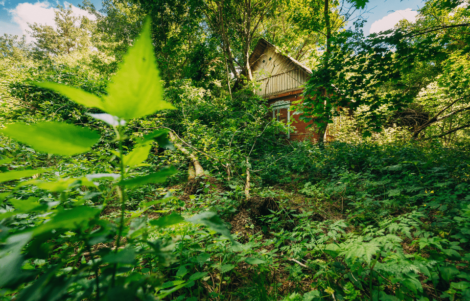 overgrown green yard in the forefront, house in the background