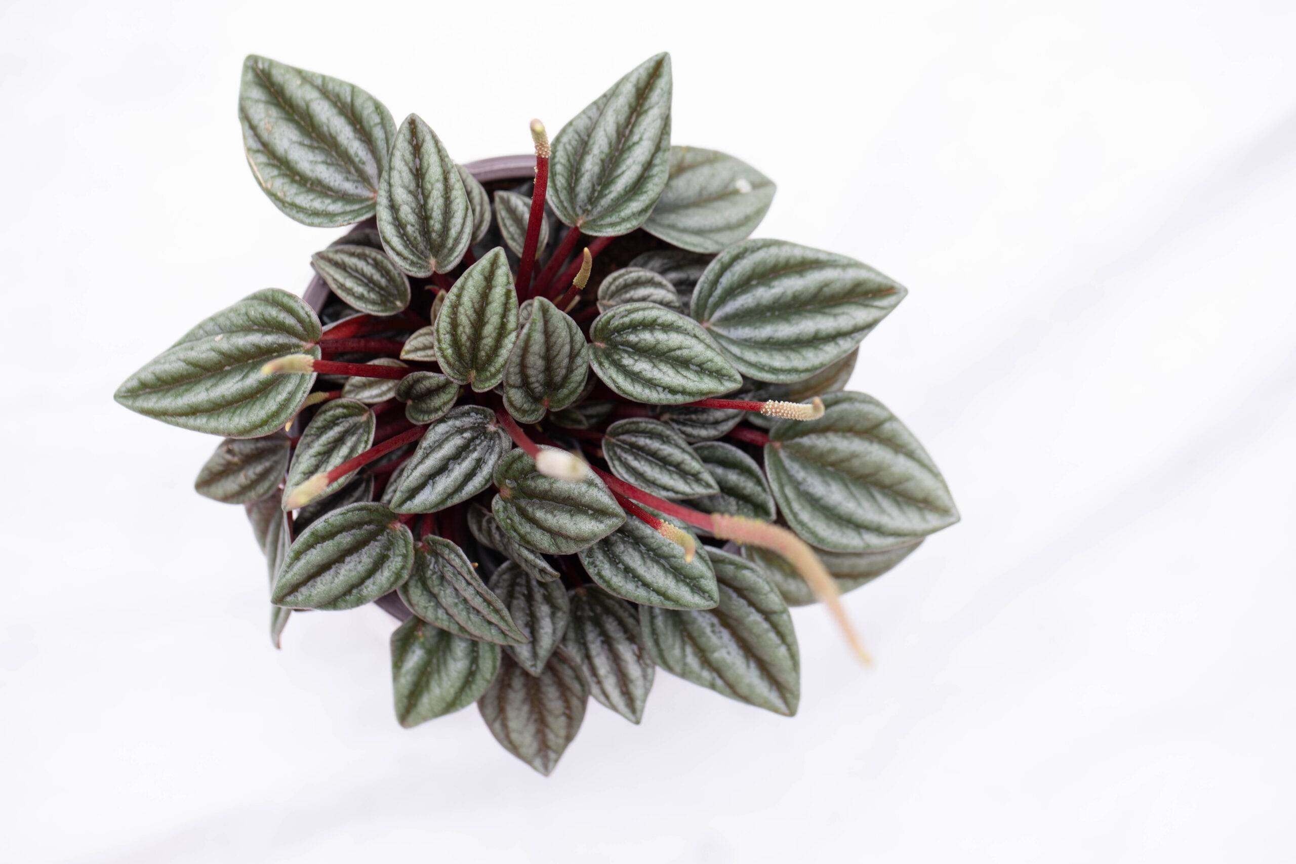 An aerial shot of a peperomia frost atop a white marble countertop.