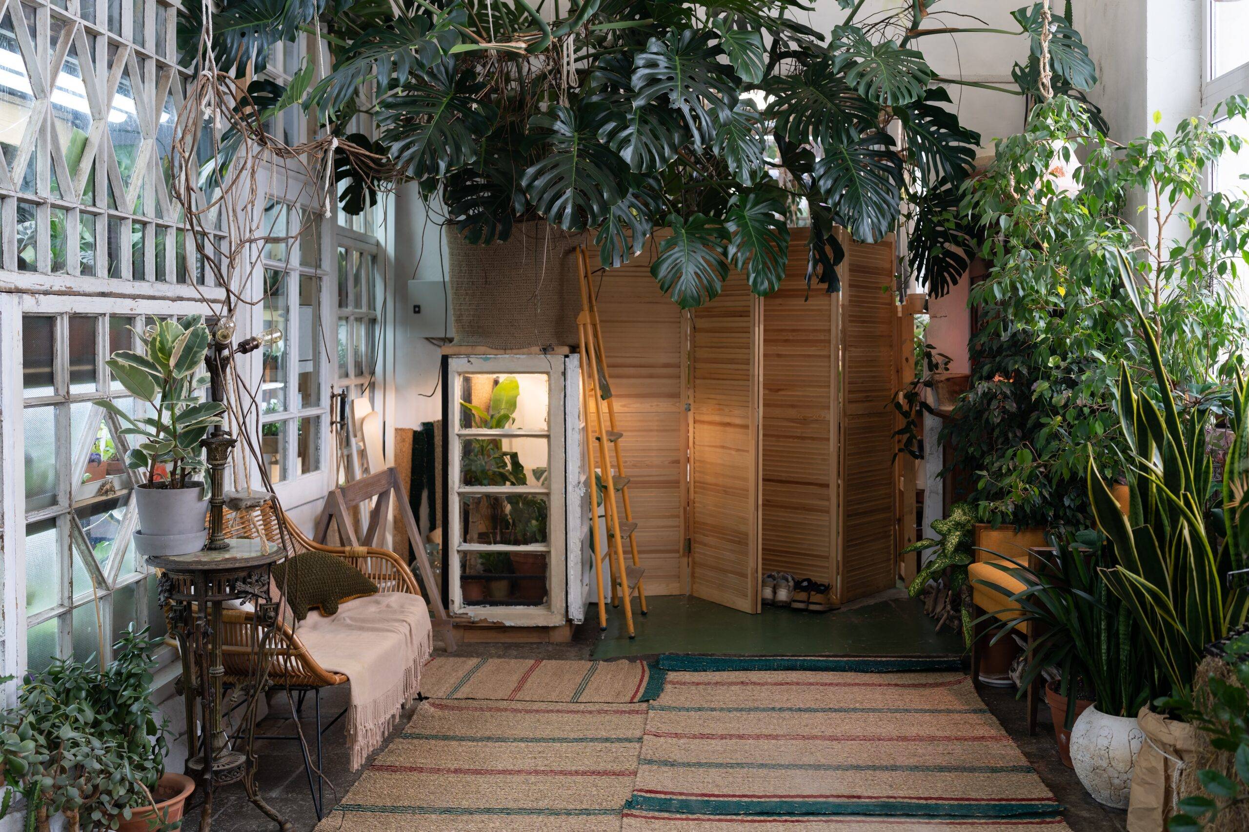 Cozy eco-home with indoor greenhouse, room with rattan chair, jute carpets on floor and giant Monstera Deliciosa houseplant. Natural sustainable materials in eco-friendly interior design