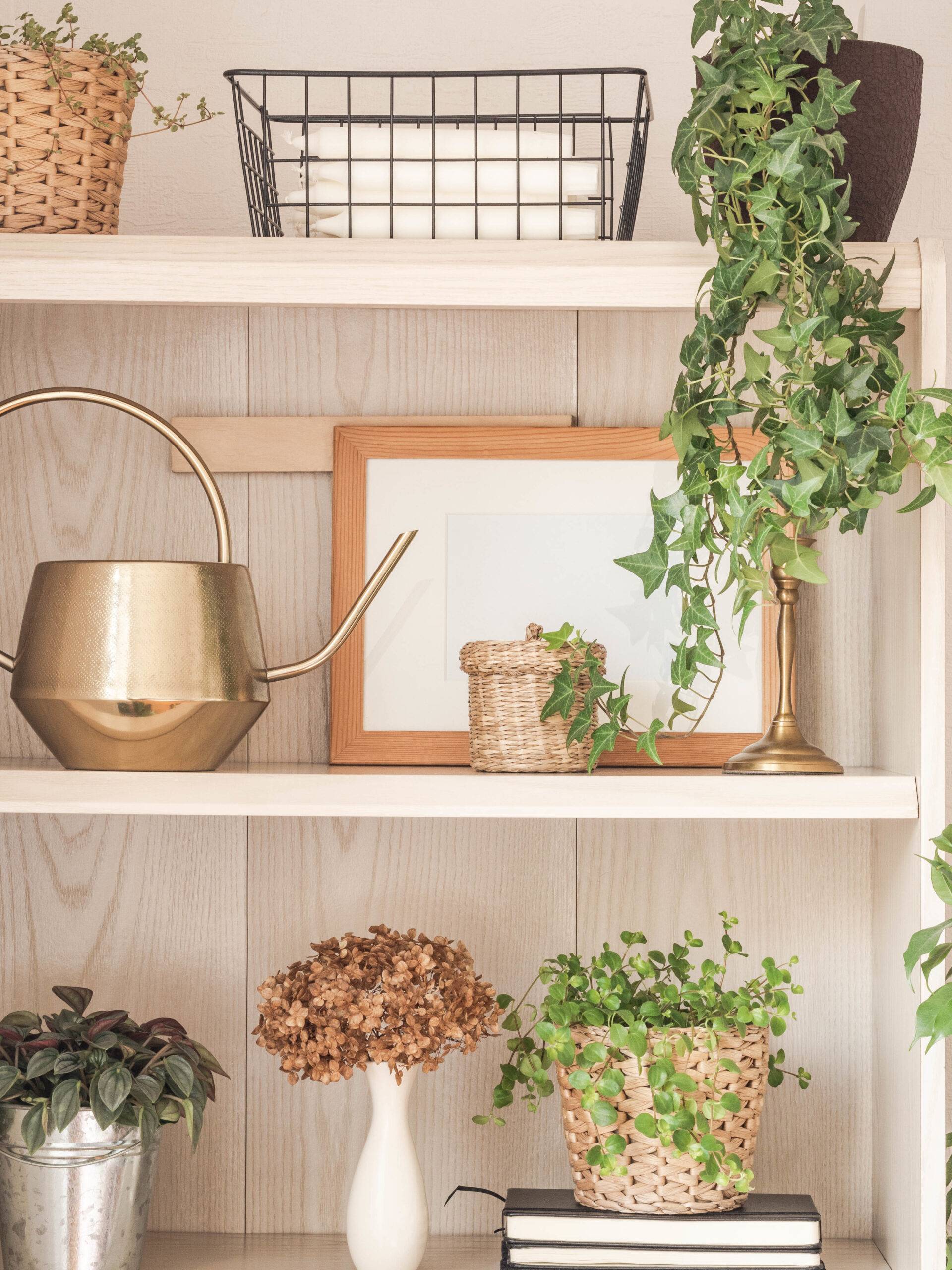 A decorated bookshelf with plants.