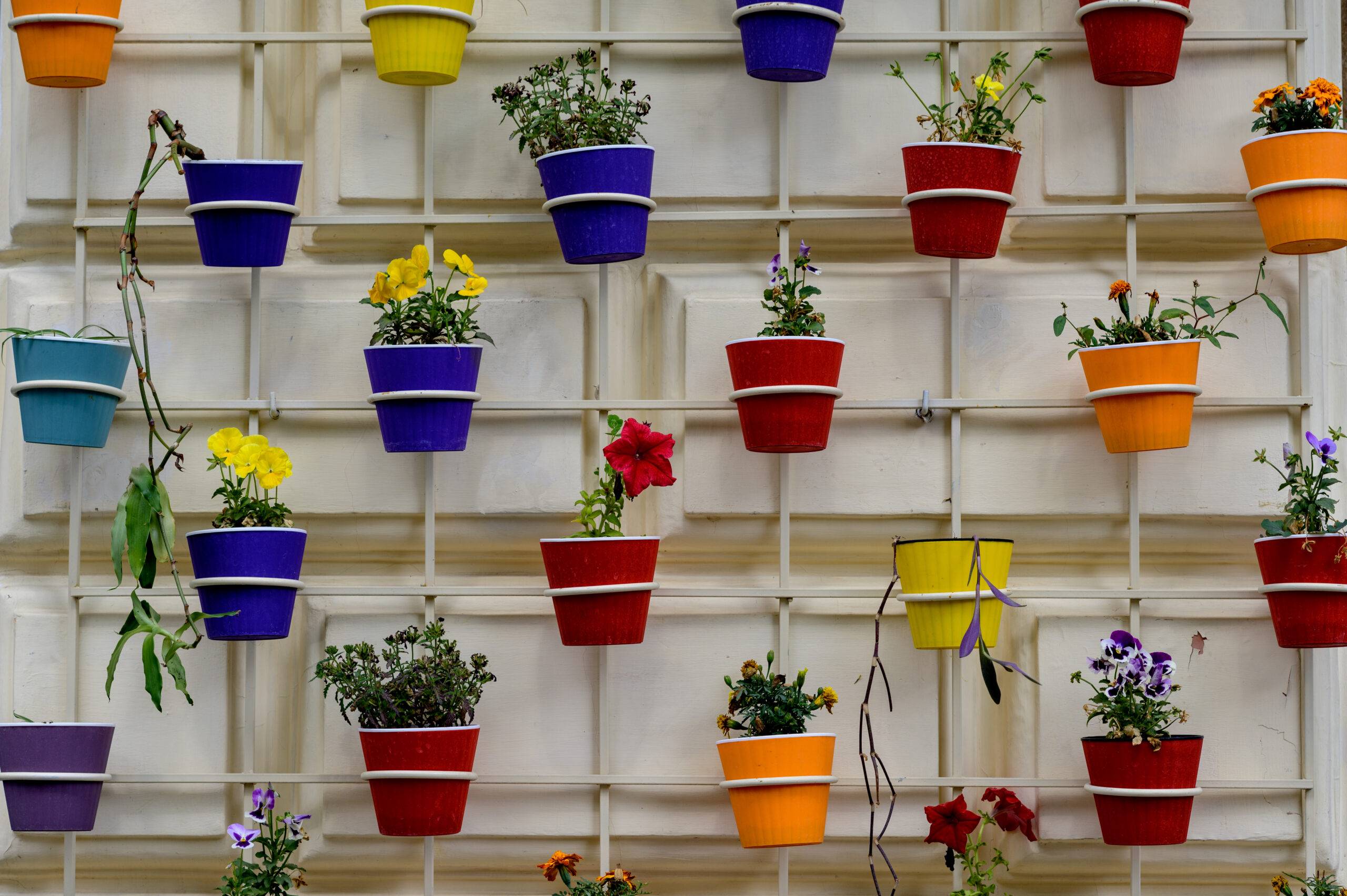 Pots of different bright colors with flowers hanging on a wall to decorate the house.