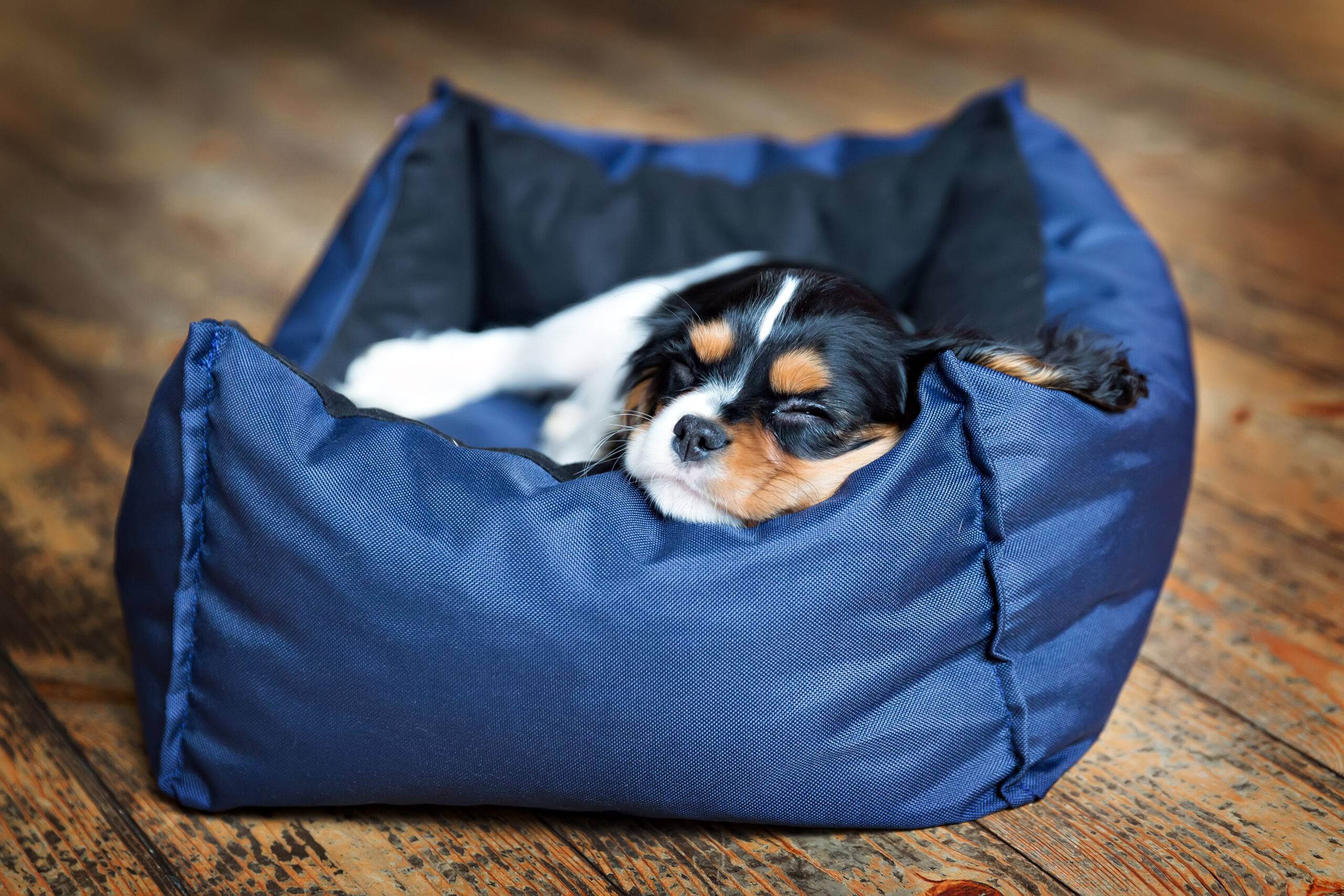 cute puppy of cavalier spaniel sleeping in a cushioned bed.