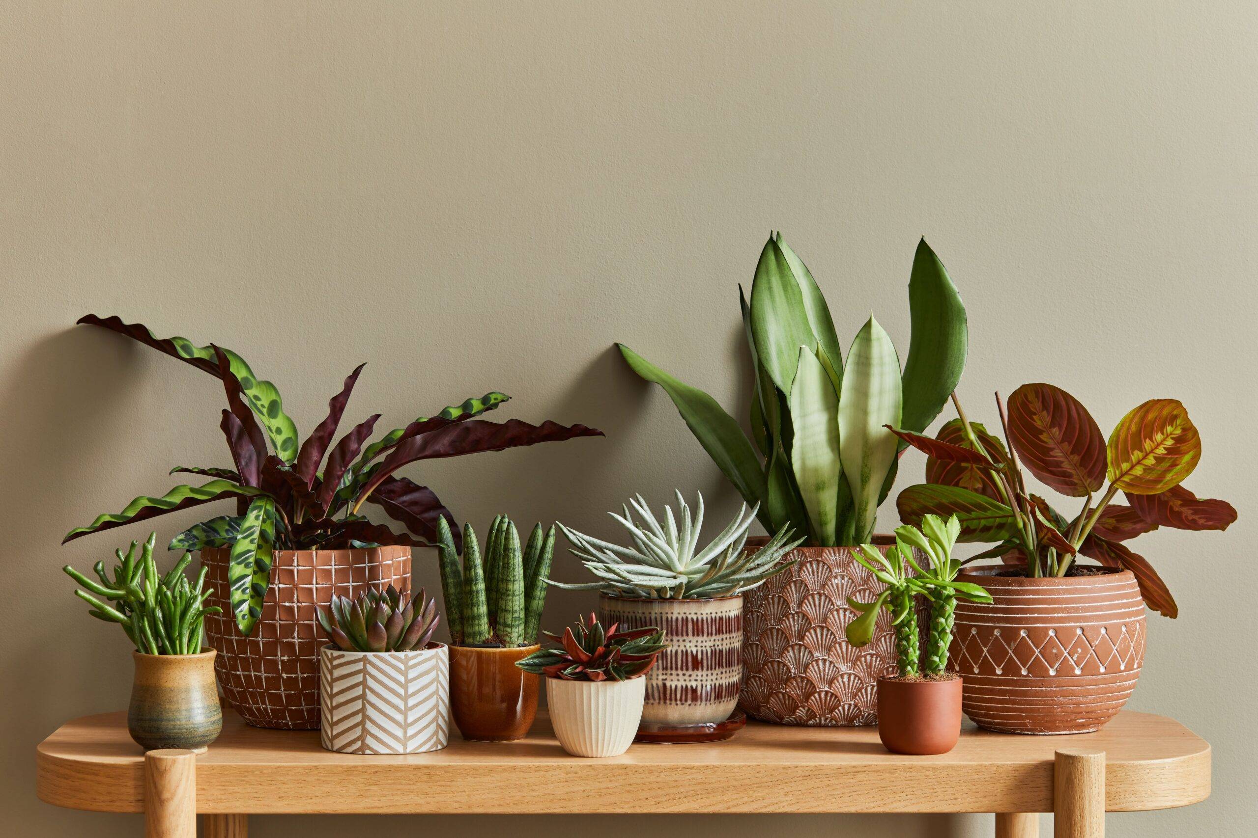 A series of houseplants in stylish pots on a wooden table.