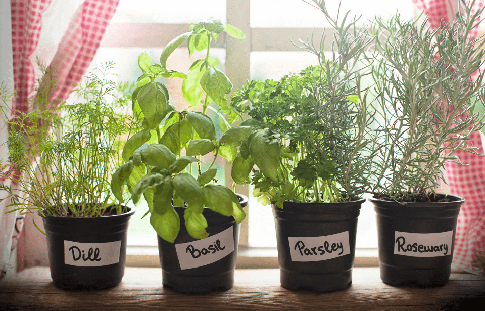 A row of small potted herb plants, each labeled with what herb is in it.