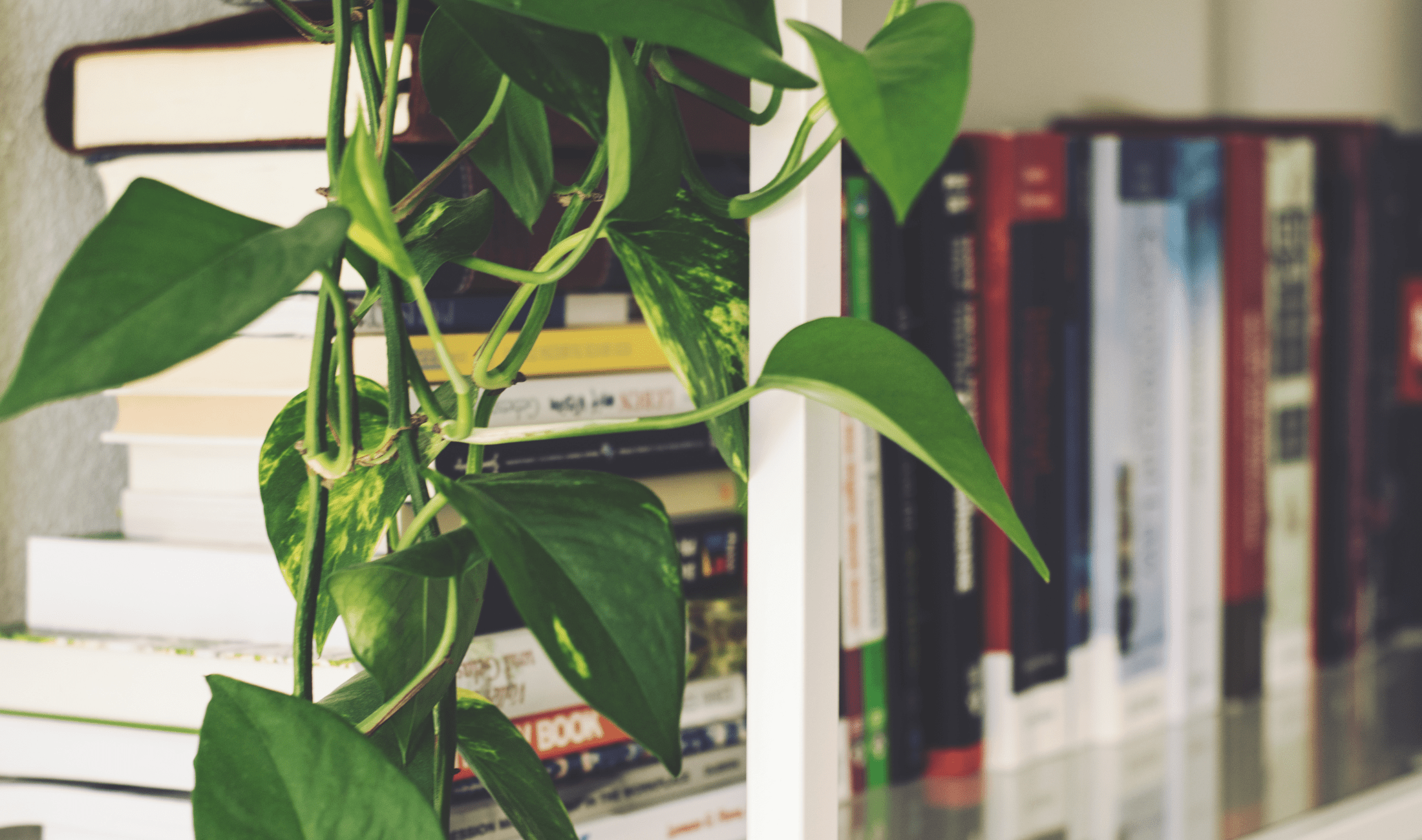 A close photo of some pothos vines hanging down over a bookshelf.