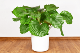 A large white pot holding a Calathea Orbifolia.