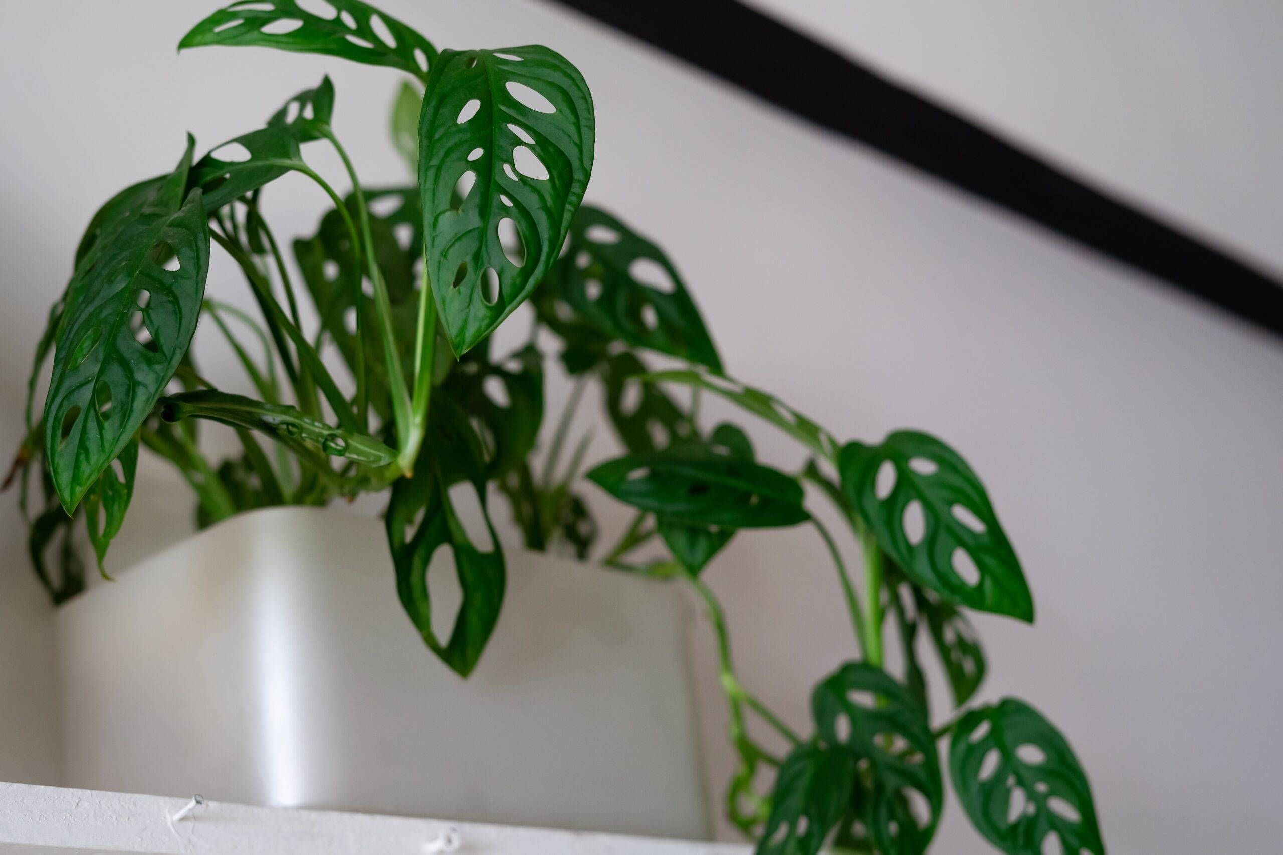 Monstera Adansonii or swiss cheese plants in a white plastic pot. Minimalism indoor plants concept.