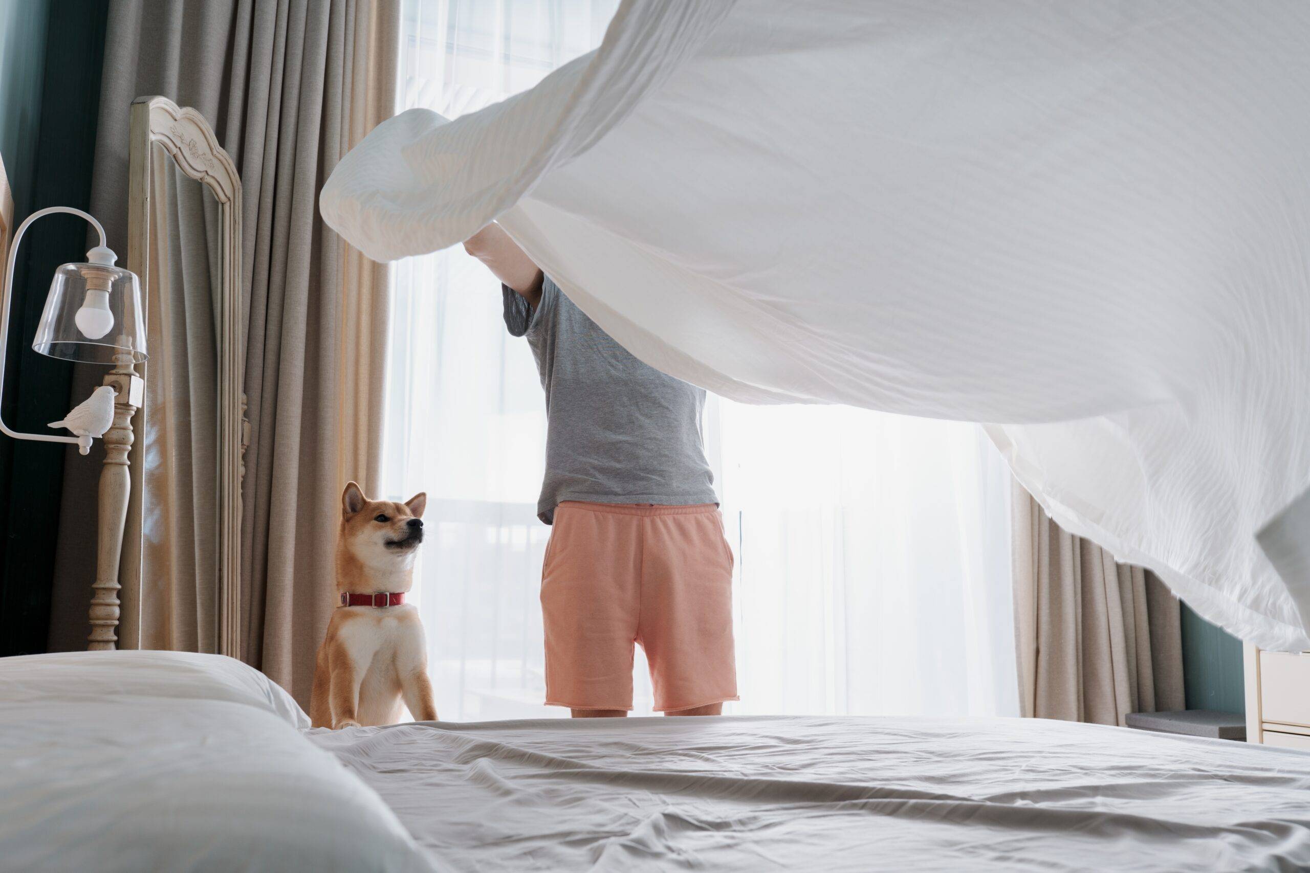 Young man and his funny dog are putting the bedding cover or mattress pad on the bed. Regular bed linen change