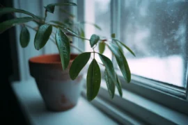 Is Your Winter Houseplant Secretly Ruining Your Indoor Air Quality?