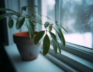 Is Your Winter Houseplant Secretly Ruining Your Indoor Air Quality?